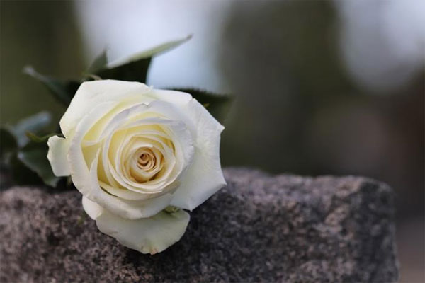 Ý nghĩa hoa hồng trắng đám tang không phải ai cũng biết 100643356