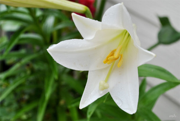 các loài hoa tượng trưng cho đám tang - hoa ly trắng