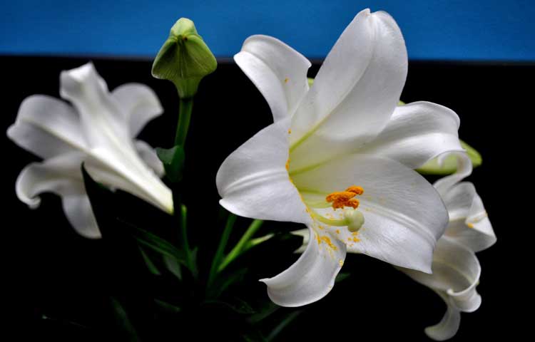 Hoa huệ trắng