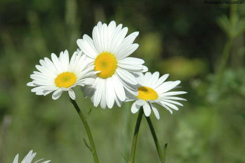 Hoa cúc trắng tượng trưng cho sự chia ly đau buồn