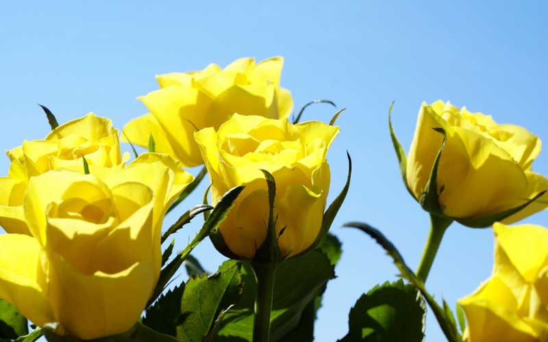 Hoa hồng vàng tượng trưng cho sự chia ly